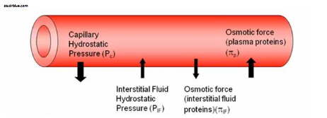 <p>Causes by <strong><u>unequal distribution of plasma proteins across glomerular membrane</u></strong></p><ul><li><p><u>Opposes filtration</u> (favours movement back into the capillaries)</p></li><li><p>~30 mmHg</p></li></ul><p></p>