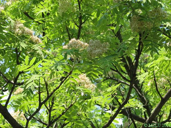 <p>jeřáb oskeruše</p>