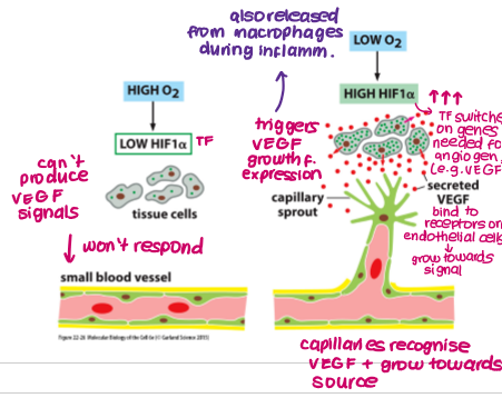 <ul><li><p>Hypoxia/lack of nutrients stimulates increased expression of <strong>HIF1a </strong>(TF) in tissue/cancer cells</p></li><li><p>HIF1a induces expression of genes required for angiogenesis (e.g. <strong>VEGF</strong>)</p></li><li><p>VEGF binds to VEGF receptors (RTK) on endothelial cells in pre-existing vessels </p></li><li><p>Capillaries grow towards source of signalling molecules</p></li></ul><p></p>