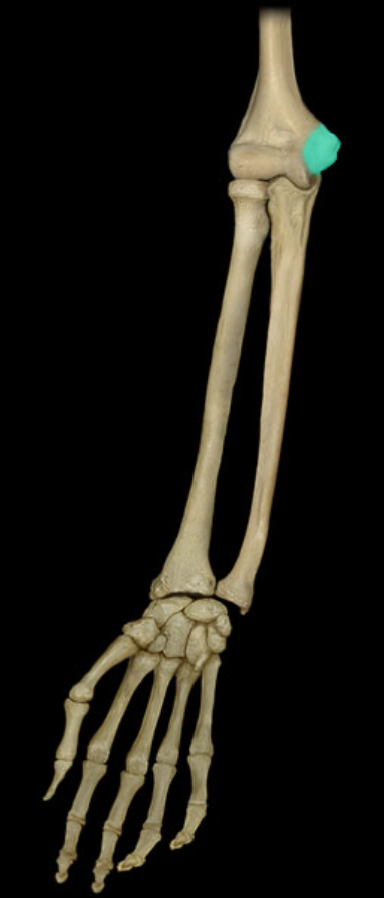 <p>Medial epicondyle of humerus</p>