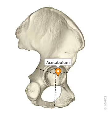 <p>Cup-shaped depression on each coxa. It holds the head of the femur to form the hip joint and transfer weight.</p><p></p>