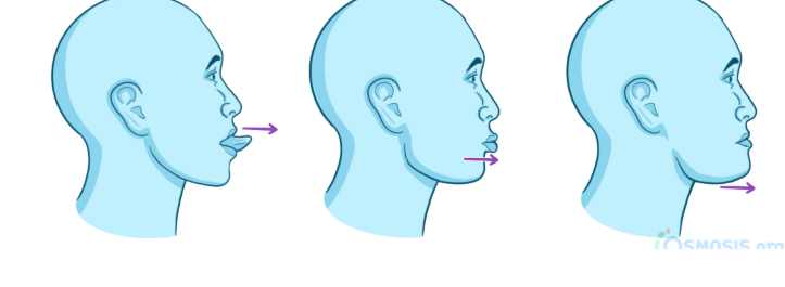 anterior movement of a body part