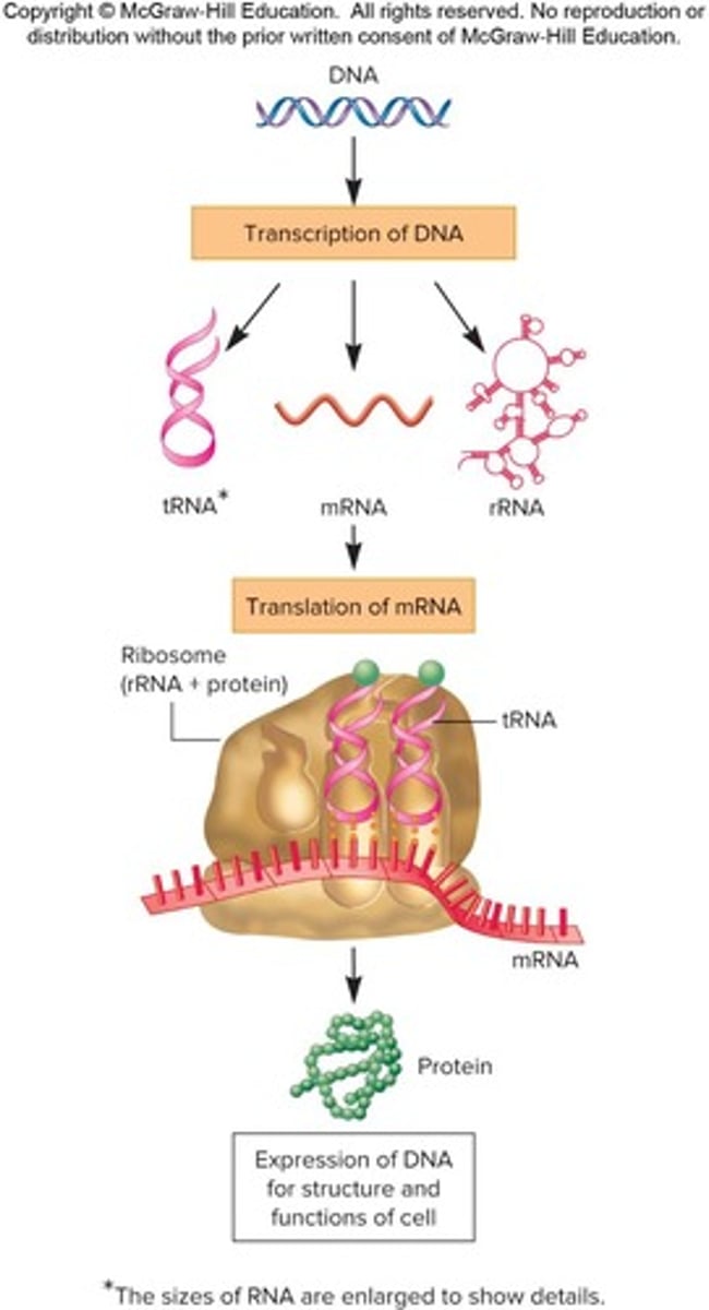 <p>Synthesis of proteins from mRNA by ribosomes.</p>
