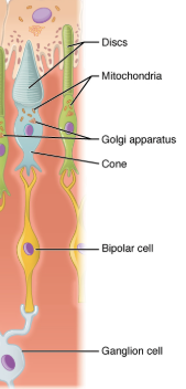 <ul><li><p>short and conical </p></li><li><p>~6 millions cones in retina </p></li><li><p>photopsins (red, blue green)</p></li><li><p>1 cone synapses to 1 bipolar cell</p></li><li><p>concentrated in fovea and macula </p></li><li><p>low light sensitivity (requires bright light)</p></li><li><p>trichromatic </p></li><li><p>high visual acuity especially in fovea </p></li><li><p>high temporal resolution = faster response</p></li></ul><p></p>