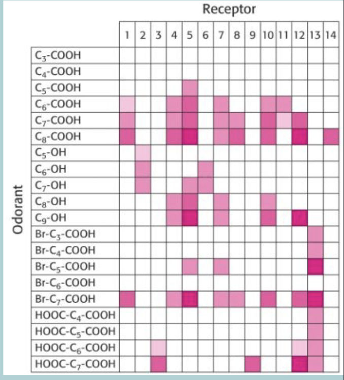 <ul><li><p>How many different odors can we smell - 5000</p></li><li><p>How can we do this PATTERN CODING - each particular odorant activates an array of receptors&nbsp;</p></li></ul><p></p>