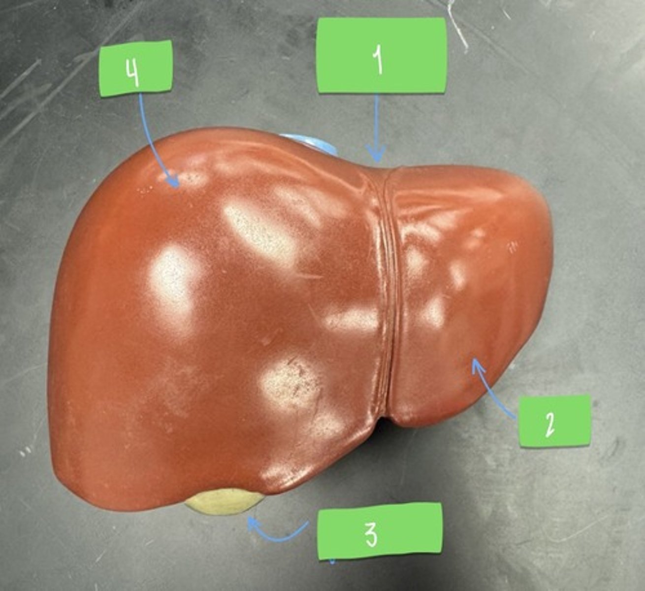 <p>What feature of the liver is 2?</p>