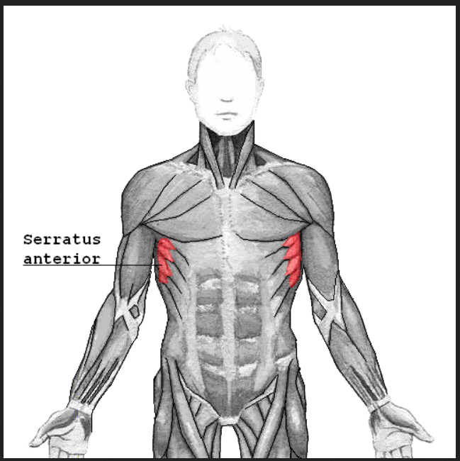 <p>origin: ribs</p><p>nothing on insertion</p><p>Actions: Abduction and raising of arm</p>