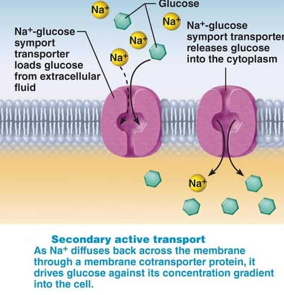 <p>One substance moves down its concentration gradient while another substance moves against its concentration gradient. The energy is supplied by the concentration gradient of the substance moving down. This b**** moving against the concentration gradient hitched a ride on someone else’s ATP. This whole process requires a transport protein btw. What type of transport is this?</p>