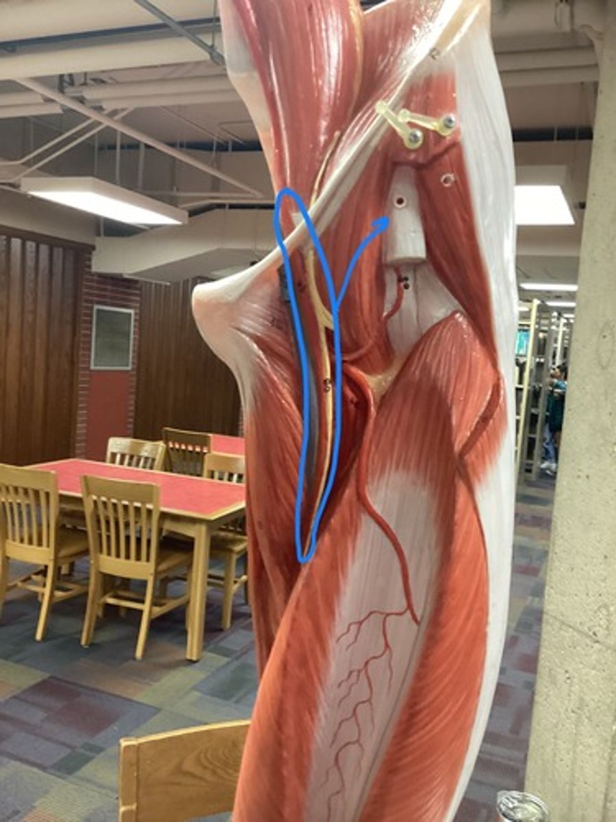 <p>the major artery supplying the leg</p>