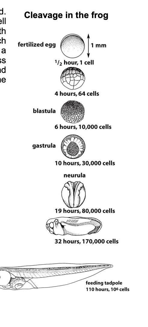 <ul><li><p>egg is simply divided into a ball of cells</p></li></ul><p></p>