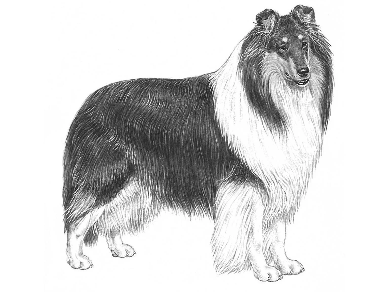 <p>Collie</p>