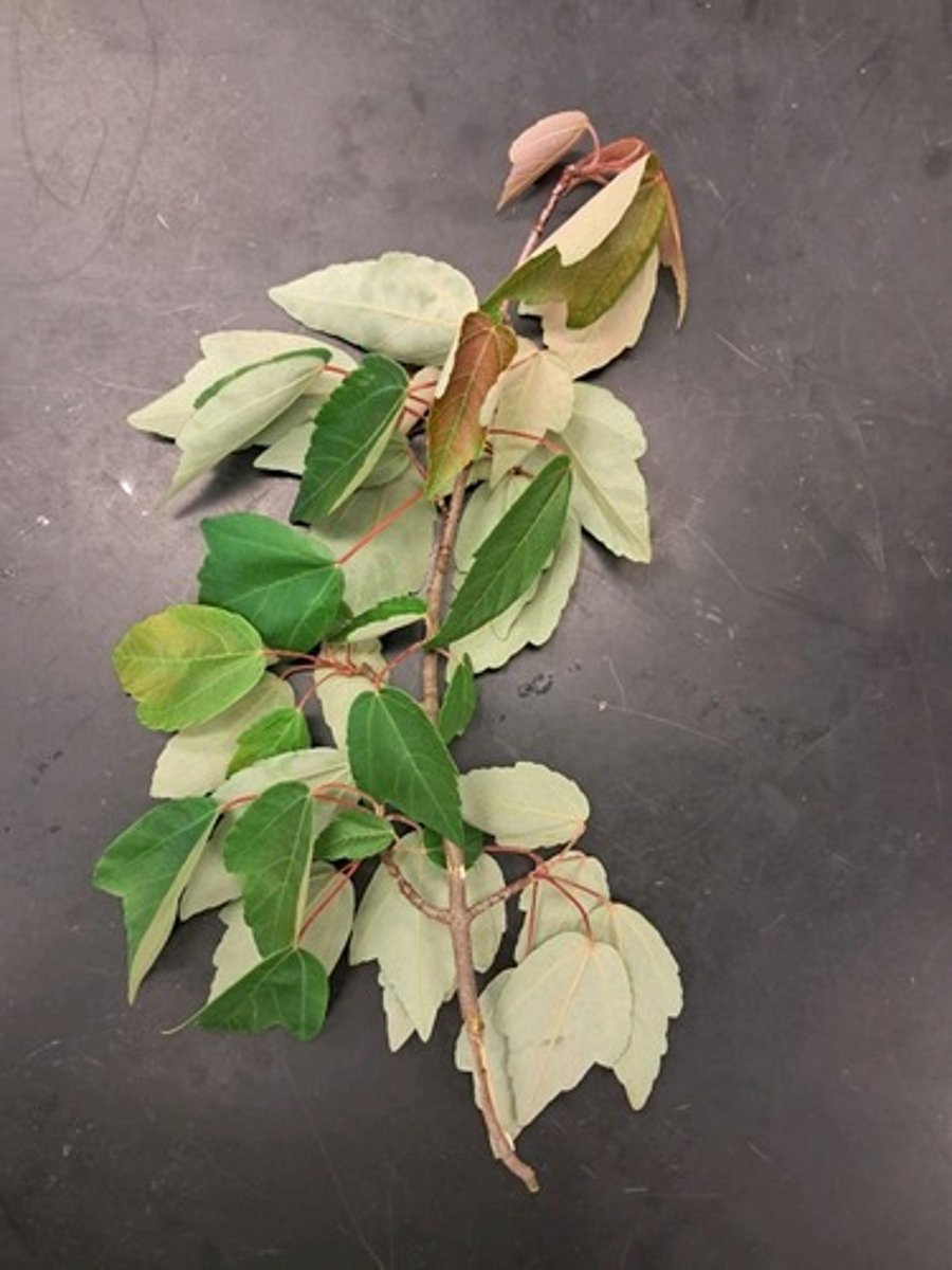 <p>What is the common name of this plant?</p>