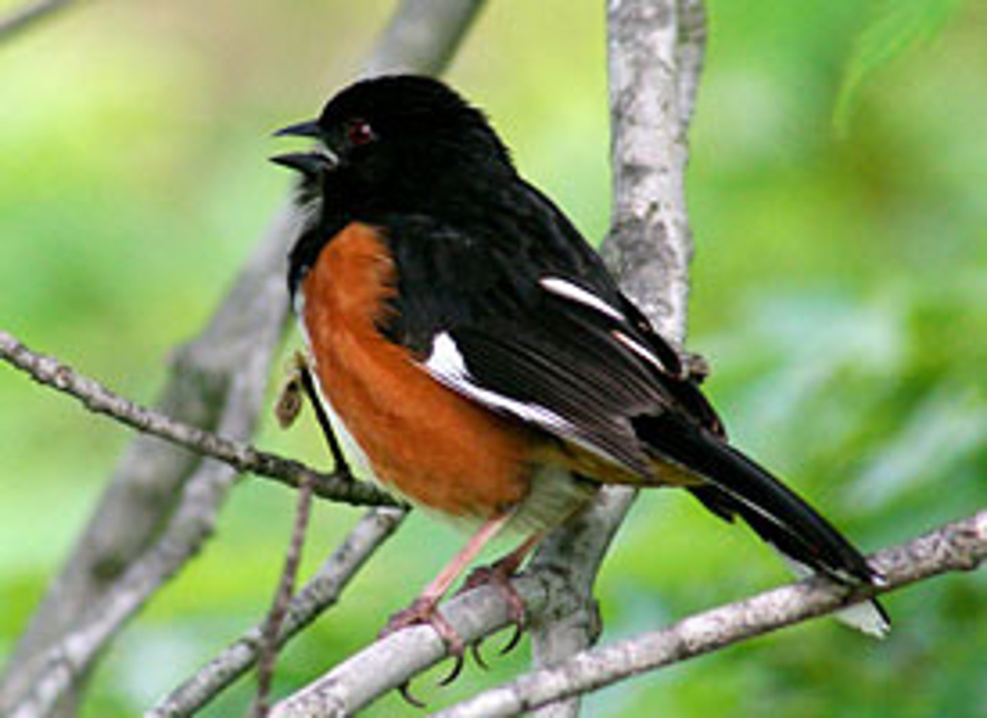 <p>Passeriformes</p><p>Passerellidae</p>