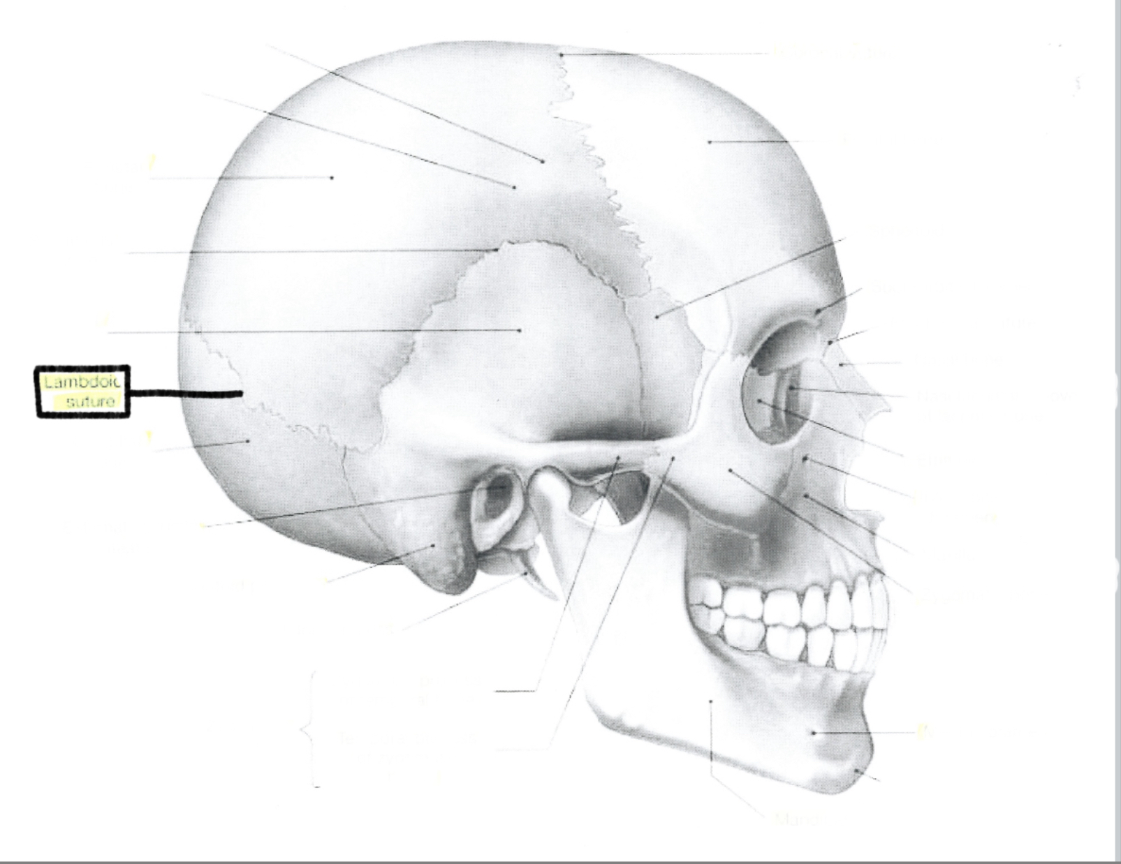 <p>Lamboid suture</p>