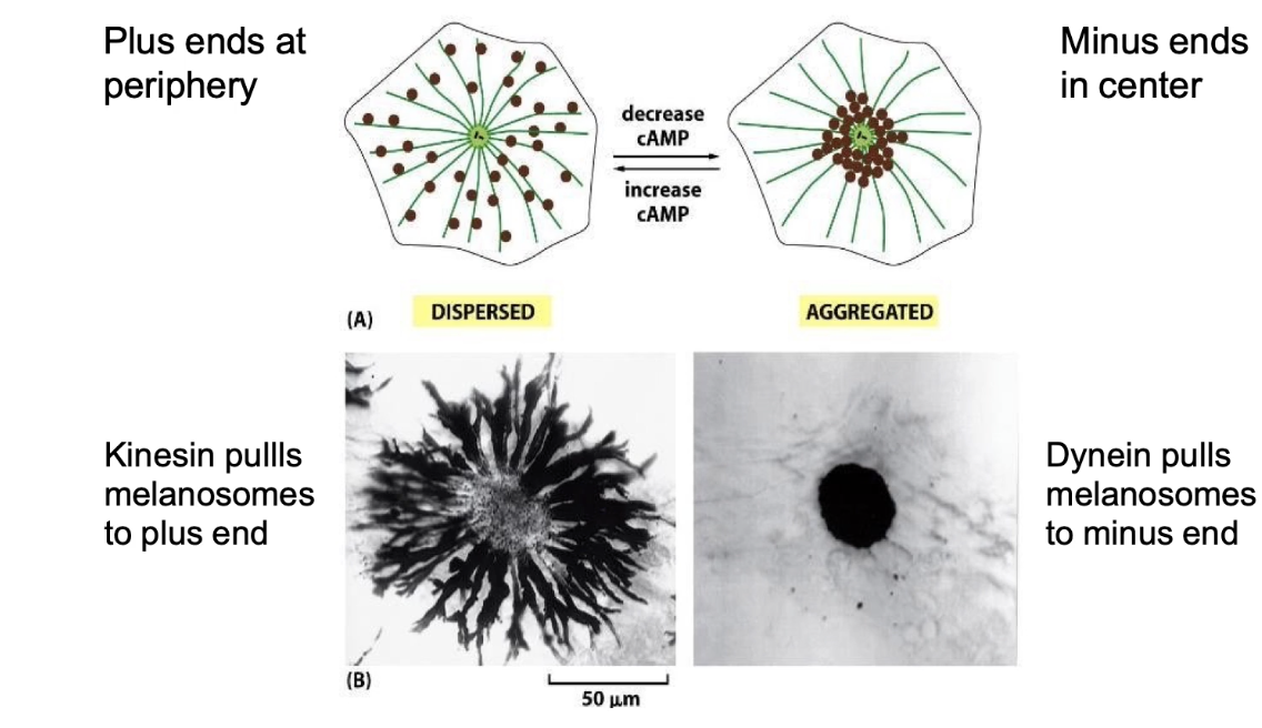 <ul><li><p><strong>Melanosomes</strong> = pigment-filled organelles</p></li><li><p>Transport affects <strong>skin color change</strong> in response to signals</p></li><li><p><strong>Dynein</strong>:</p><ul><li><p>Moves melanosomes to <strong>center (minus-end)</strong></p></li><li><p>Cell appears <strong>lighter</strong></p></li></ul></li><li><p><strong>Kinesin</strong>:</p><ul><li><p>Moves melanosomes to <strong>periphery (plus-end)</strong></p></li><li><p>Cell appears <strong>darker</strong></p></li></ul></li><li><p>Switch between directions controlled by:</p><ul><li><p><strong>cAMP</strong> as a <strong>secondary messenger</strong> in signal transduction pathways</p></li></ul></li></ul><p></p>