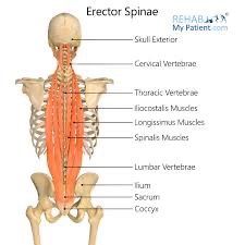 <p>erector spinae action/function </p>