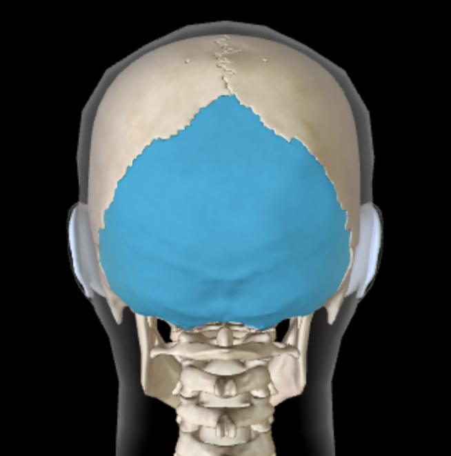 <p>Which bone is this?</p>