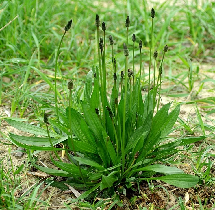 <p>Jitrocel kopinatý</p>