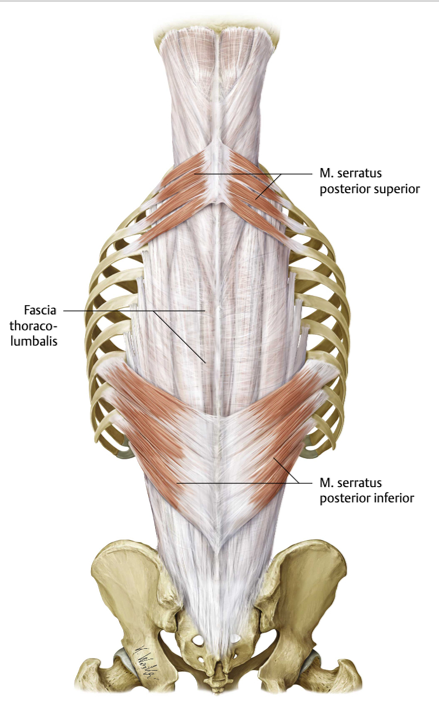 <p><span><span>Origo:<br></span></span><span data-name="black_small_square" data-type="emoji">▪</span><span><span> Superior: proc. Spin. C VII –Th II<br></span></span><span data-name="black_small_square" data-type="emoji">▪</span><span><span> Inferior: Proc. Spin Th XI-LII</span></span></p><p><span><span><br></span></span><span data-name="black_small_square" data-type="emoji">▪</span><span><span> Insertie:<br></span></span><span data-name="black_small_square" data-type="emoji">▪</span><span><span> Superior: costae II-V<br></span></span><span data-name="black_small_square" data-type="emoji">▪</span><span><span> Inferior: costae IX-XII</span></span></p><p><span><span><br></span></span><span data-name="black_small_square" data-type="emoji">▪</span><span><span> Functie:<br></span></span><span data-name="black_small_square" data-type="emoji">▪</span><span><span> inspiratie ondersteuning</span></span></p><p><span><span><br></span></span><span data-name="black_small_square" data-type="emoji">▪</span><span><span> Innervatie:<br></span></span><span data-name="black_small_square" data-type="emoji">▪</span><span><span> nn. Intercostales</span></span></p><p><br></p>