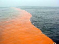 A red, orange, or brown coloration of water caused by a bloom, or population explosion of algae; many cause serious environmental harm and threaten the health of humans and animals