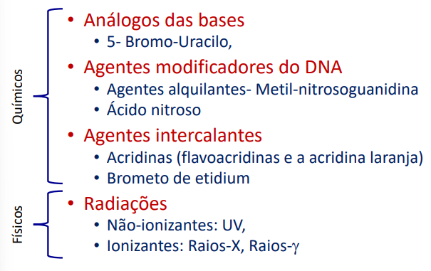 <p><strong>Agentes análogos das bases </strong>→ O 5-bromo-uracilo, consoante a sua conformação pode ligar-se tanto à adenina como à guanina. Desta forma podemos trocar, quando ultrapassadas duas gerações, os nucleótidos graças à ação deste composto.</p><p><strong>Agentes modificadores do DNA</strong> → Temos o exemplo do metil-nitrosoguanidina, um agente alquilante, que adiciona um grupo metil à guanina, fazendo com que esta passe a poder emparelhar com a timina.</p><p><strong>Agentes intercalantes</strong> → As acridinas ou o brometo de etidium distorcem a molécula de DNA.</p><p><strong>Agentes destruidores do DNA</strong> → O principal agente destruidor são os raios UV, pois geram dímeros de pirimidinas de duas pirimidinas consecutivas fazendo com que estas não se consigam ligar às adeninas, impedindo a leitura correta da DNA polimerase.</p>