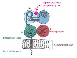 <p>peptide-binding site</p>
