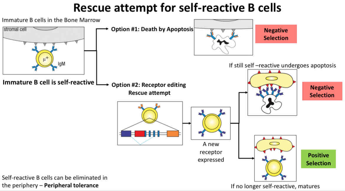 <p>Rescue attempt for self-reactive B cells </p>