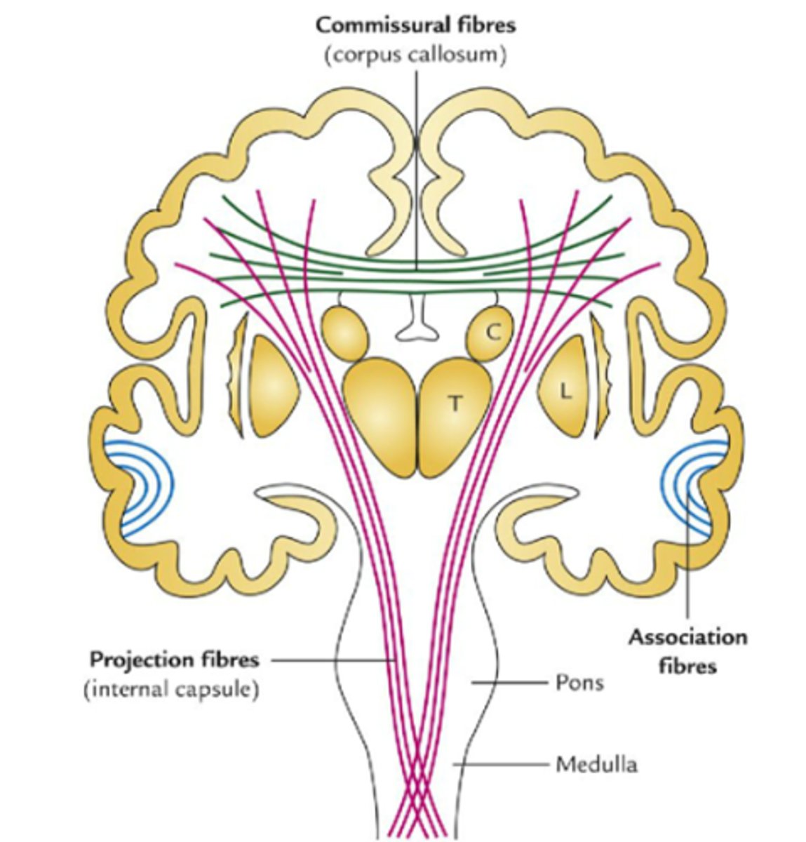 <p>1) włókna spoidłowe: tworzą ciało modzelowate, spoidło sklepienia, spoidło przednie, spoidło uzdeczek</p><p>2) włókna rzutowe: tworzą torebkę zewnętrzną</p><p>3) włókna kojarzeniowa: łączą pola tej samej półkuli</p>