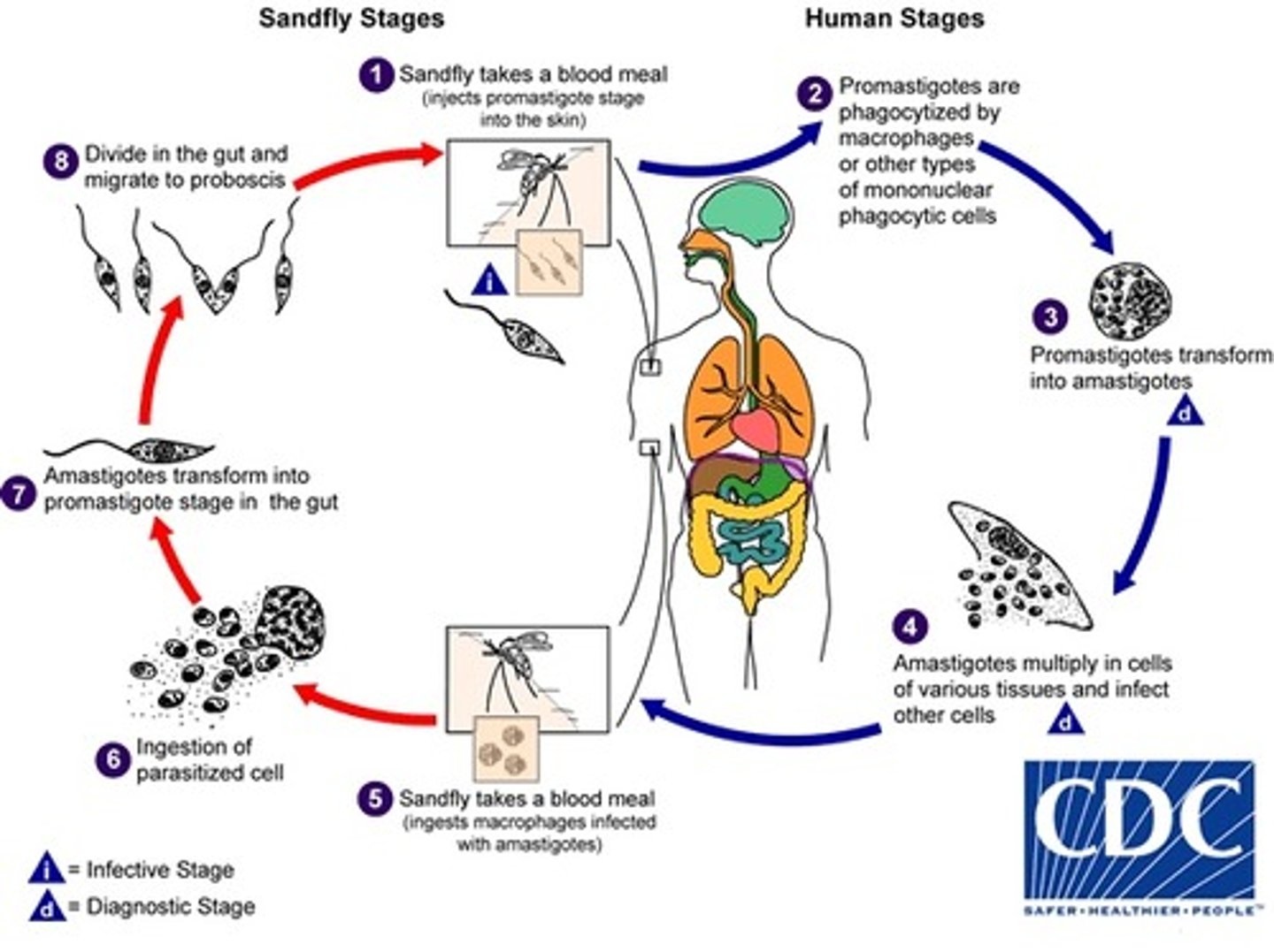 <p>1. Sandfly (phlebotomous papatassi) takes blood meal (injects promastigotes stage )</p><p>2. Promastigotes are phagocytized</p><p>3. Promastigotes transforms in to amastigotes</p><p>4. Amastigote multiply</p><p>5. Sandfly takes blood meal</p><p>6. Ingestion of parasitized cell (with amastigotes)</p><p>7. Amastigotes transform into promastigotes in midgut ofsandfly</p><p>8. Divide in midgut and migrate to proboscis</p><p>9. Bite an- other person</p><p>INTERMEDIATE HOST: s</p>