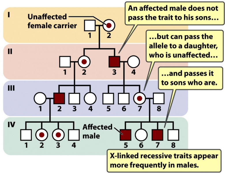 <ul><li><p>affects mainly males</p></li><li><p>usually born to unaffected parents</p></li><li><p>mother is normally asymptomatic carrier</p></li><li><p>can occur due to a non-random X-inactivation</p></li><li><p>no male-to-male transmission</p></li></ul><p></p>