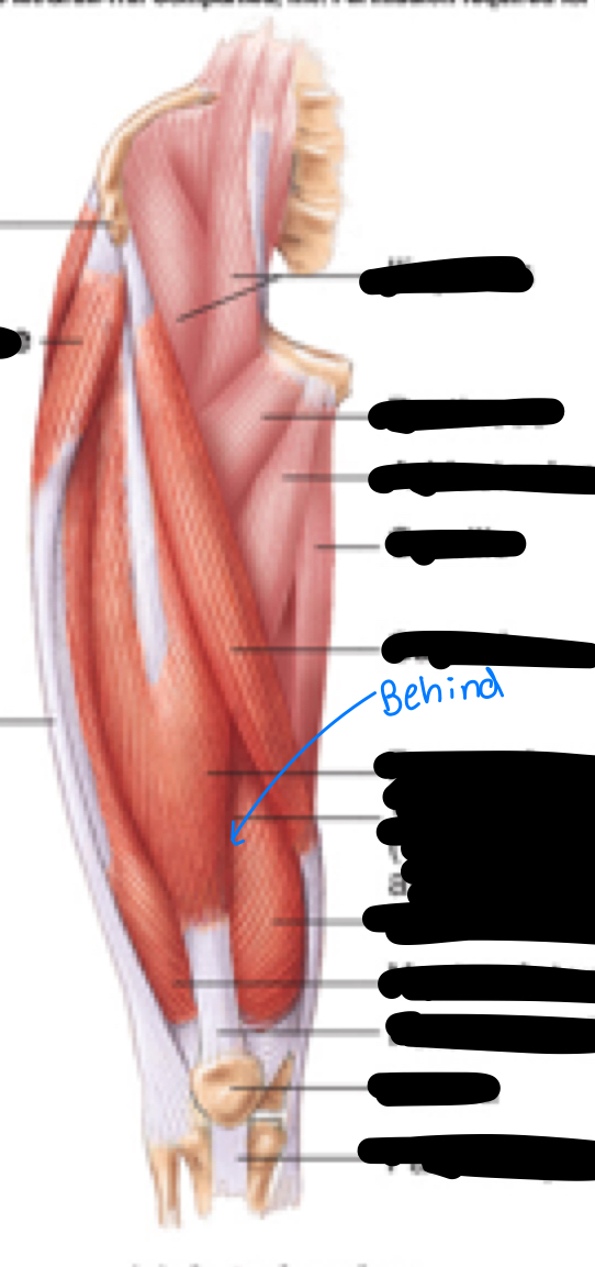 <p>Name, origin, insertion, innervation</p>