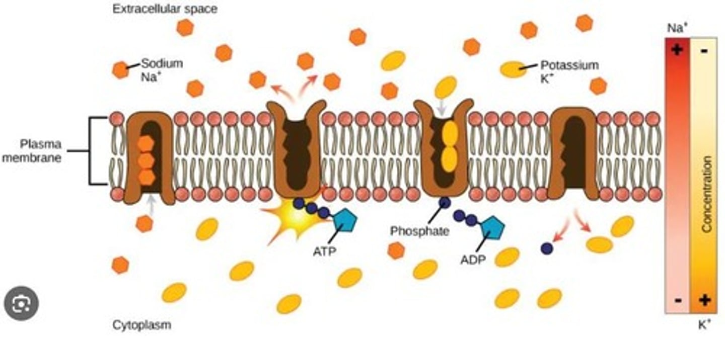 <p>What are pumps in active transport?</p>