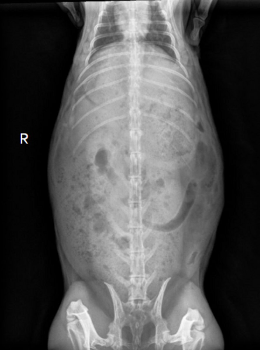 <p>Is this a normal OR abnormal rabbit?</p>