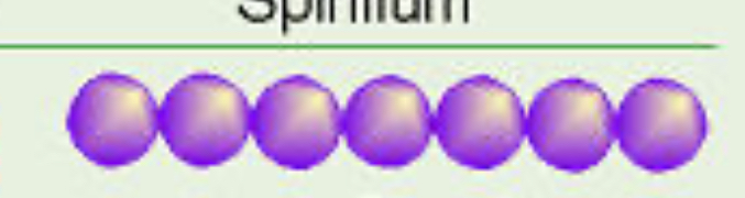 <p>chain of cells, </p>
