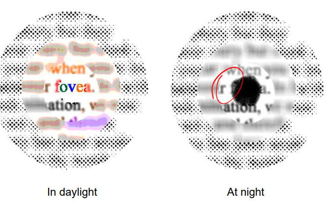 <p>the cross section of the fovea that is a pit in the retina where the outer layers are pushed aside, maximizing the spatial resolution</p><ul><li><p>contains all cones</p></li></ul><p></p>