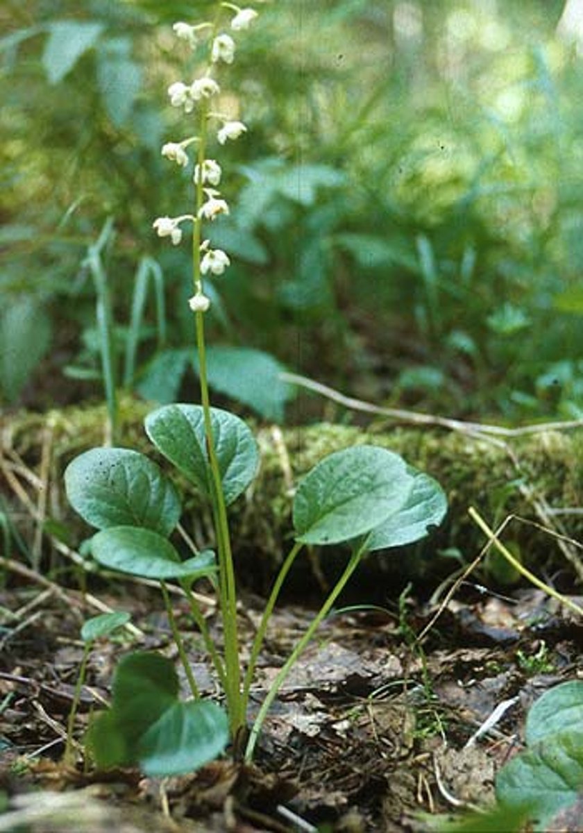 <p>Pyrola spp.</p>
