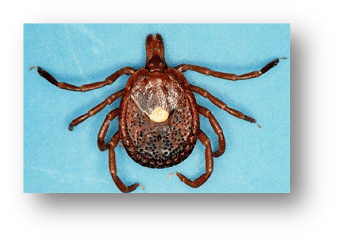 <p>Amblyomma americanum</p>