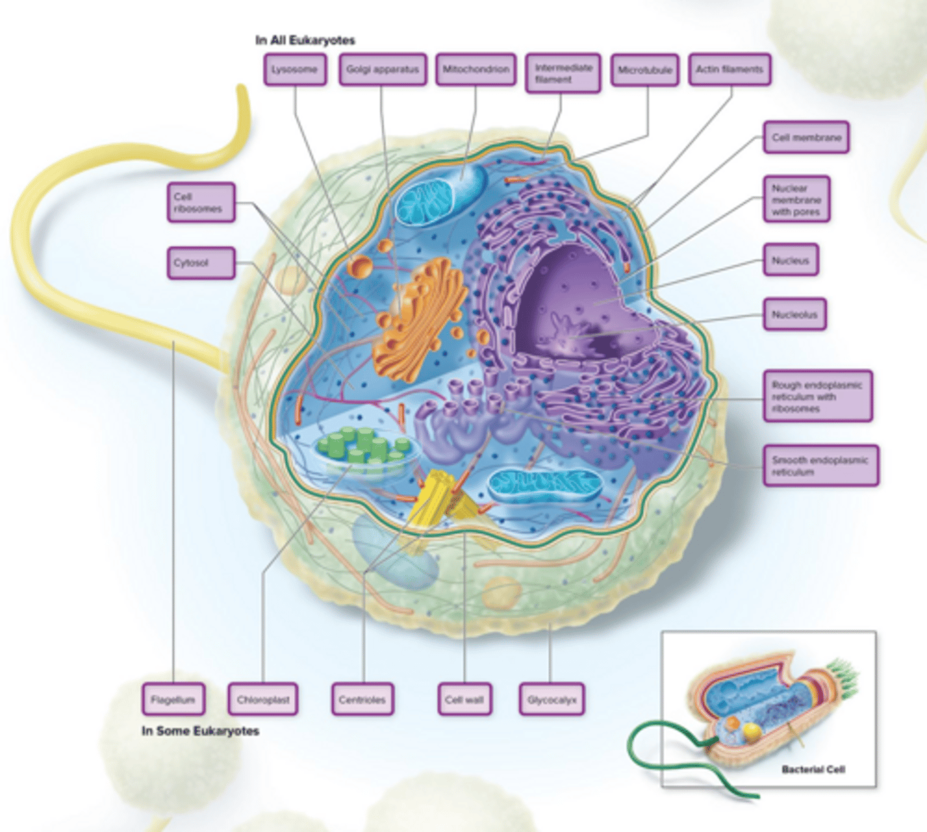 <p>Organisms that contain a membrane-enclosed nucleus, comprising domain Eukarya.</p>