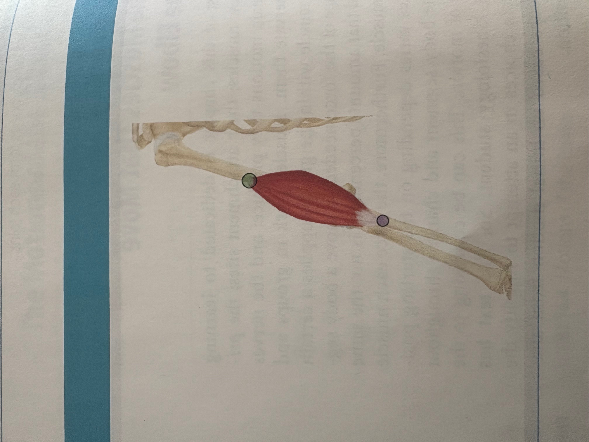 <p>Brachialis </p>
