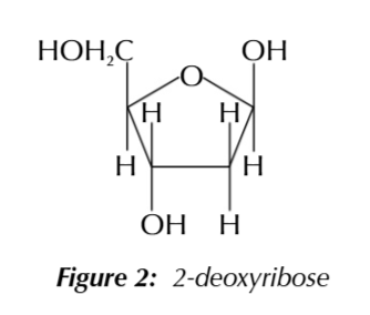 <p>2-deoxyribose</p>