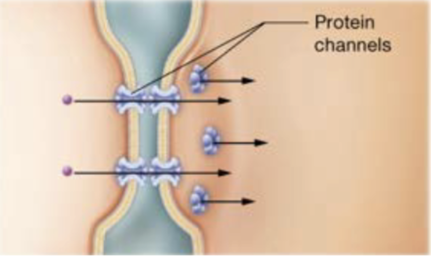 <p>channels between adjacent cells that allow small substances to move from one cell to another (cells that communicate with electrical signals-cardiac muscle cells)</p>