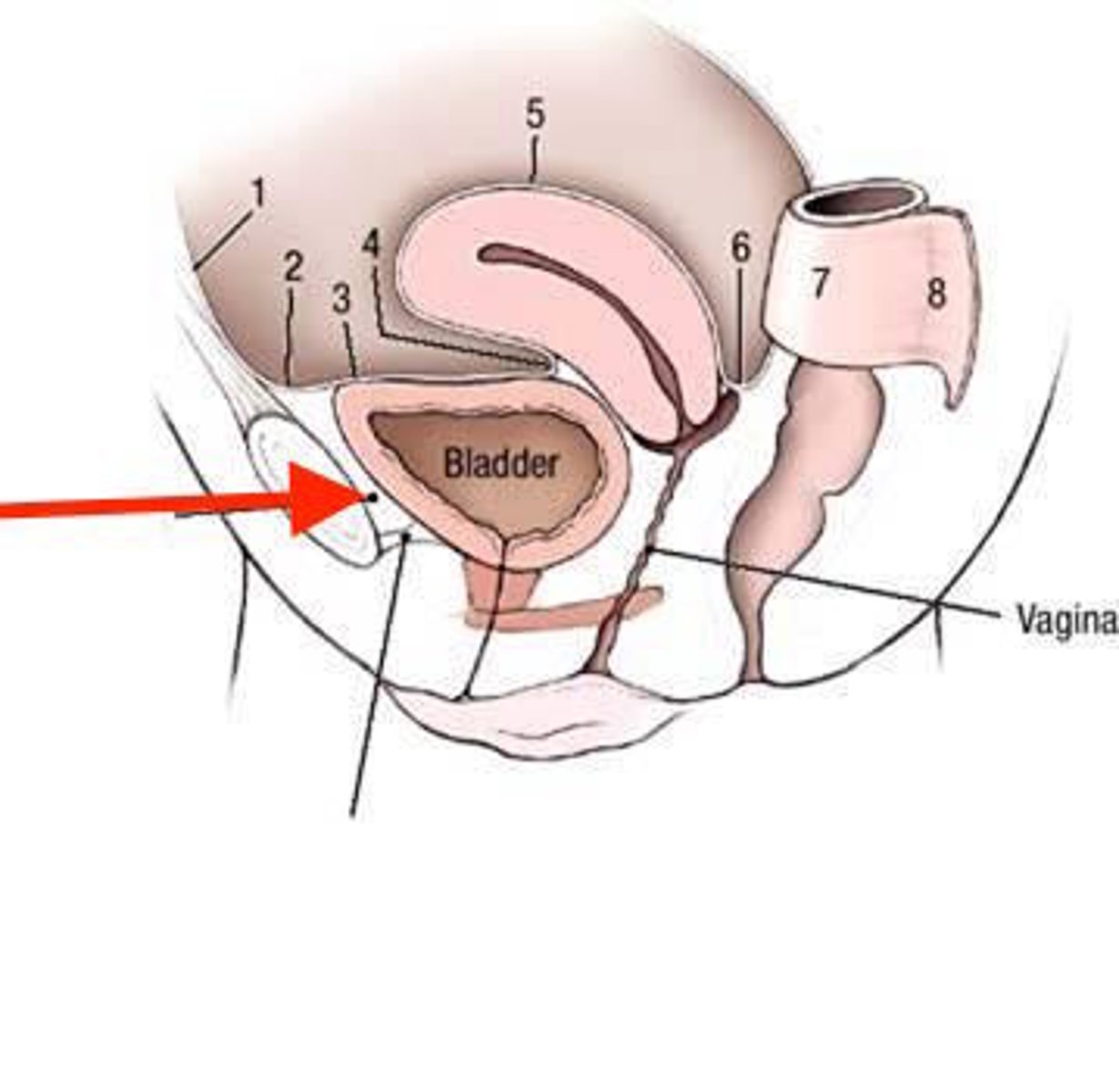 <p>Posterior to the symphysis pubis.</p>
