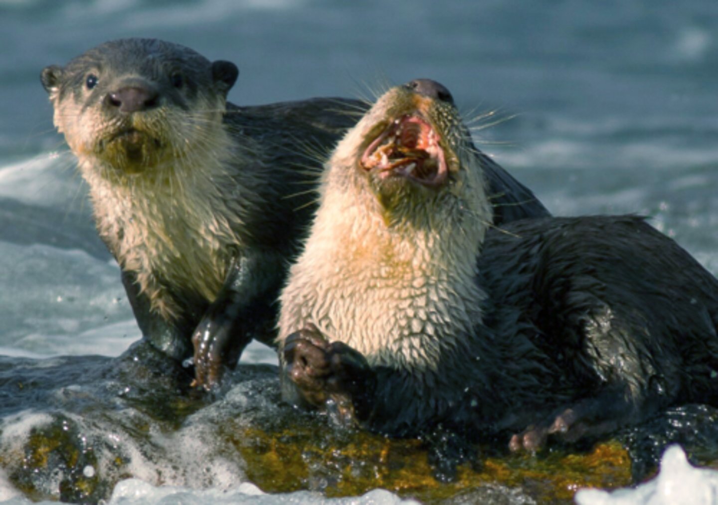 <p>Its an otter, what can I say</p>