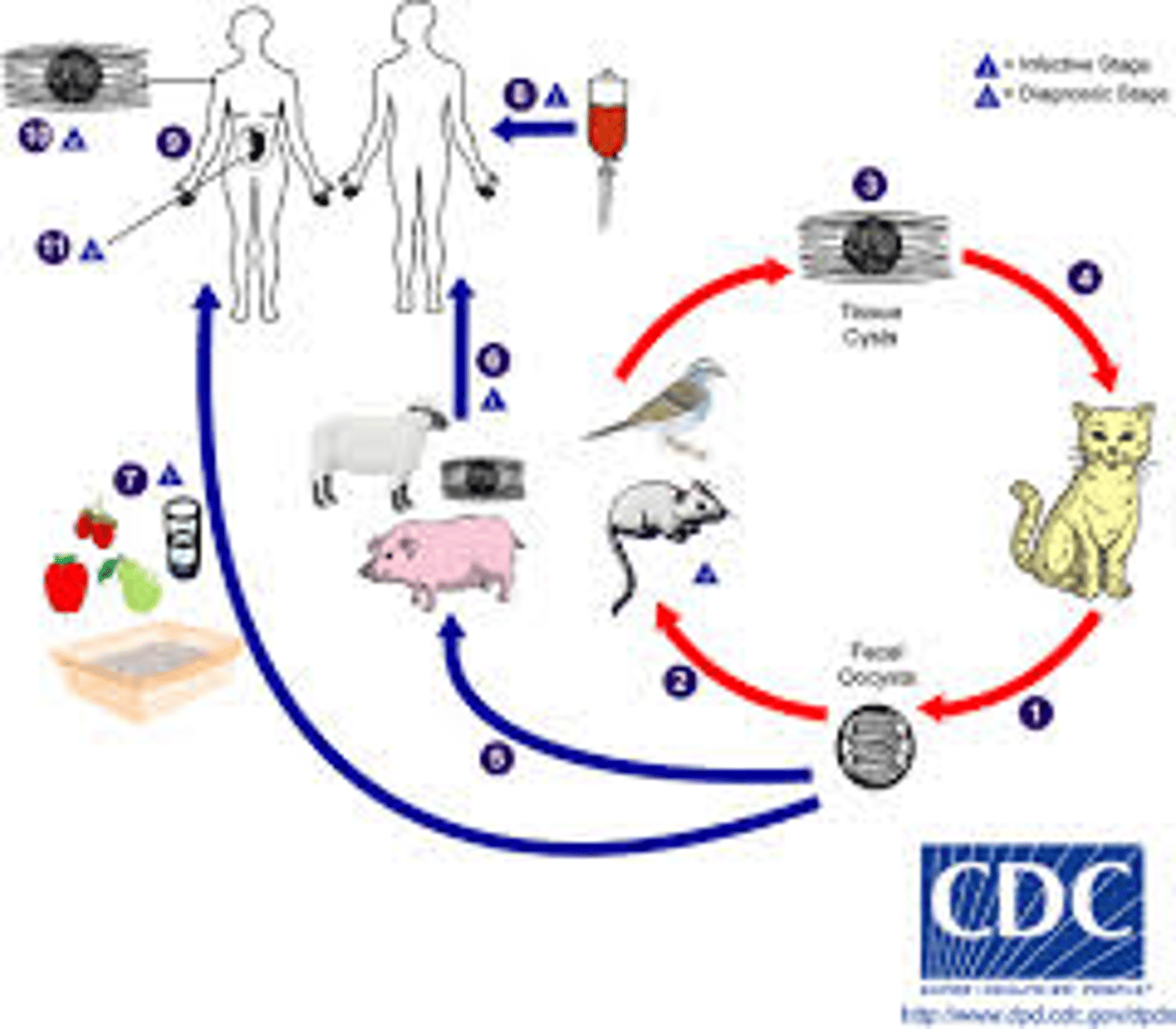 <p>Protozoa (Acomplexia)</p><p>disease - toxoplasmosis</p><p>symptoms - mono-like in healthy but organ inflammation in immunocompromised</p><p>geographic region - worldwide</p><p>transmission - ingestion *worry about transmission to fetus</p><p>specimen &amp; identification - test for IgG &amp; IgM Ab, biopsy staining</p><p>pathogenic? - yes</p>