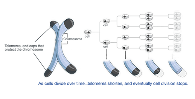 <p>The repetitive nucleotide sequences at the <span style="color: red"><strong>ends of chromosomes</strong></span> that <span style="color: red"><strong>protect</strong></span> them from deterioration during cell division.</p><ul><li><p>ends of chromosomes have tandem repeats (such as GGGGTT). Telomeres shorten each time the cell divides</p></li><li><p>Loss of telomeres and shortening of chromosomes is thought to be an important reason why cells age and undergo <strong>senescence</strong></p></li></ul><p></p>