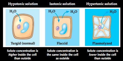 <ol><li><p>Lysed (burst) (hypotonic)</p></li><li><p>Turgid (normal) (hypotonic)</p></li><li><p>Flaccid (isotonic)</p></li><li><p>Plasmolyzed (hypertonic)</p></li></ol>