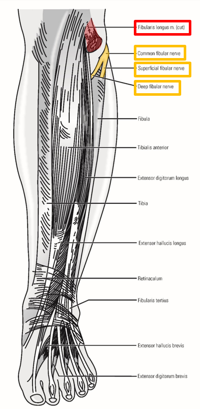 <p><span><strong><em><span>Superficial fibular nerve</span></em></strong></span></p><p><span><span>–Runs inferiorly within </span><u><span>lateral compartment of leg</span></u></span></p><ul><li><p><span><span>Located superficially (just under crural fascia of leg)</span></span></p></li></ul><p><span><span>–Supplies both </span><u><span>muscles of the lateral leg</span></u><span>:</span></span></p><ul><li><p><span><span>Mm. fibularis longus and fibularis brevis</span></span></p></li></ul><p></p>