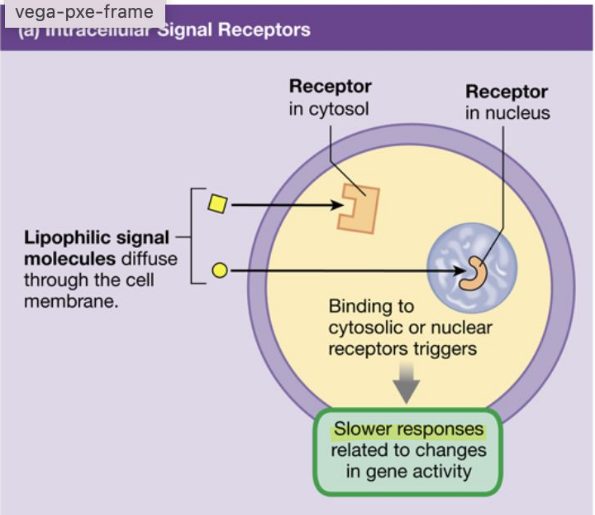 <p>Ligand <strong>diffuses through lipid membrane </strong>to <strong>bind with intracellular receptors</strong></p><ul><li><p>Likes lipids (wants to bypass the lipid bilayer</p></li><li><p>Binds to receptor in the cell or nucleus</p></li><li><p>Activates a specific gene that contains code for synthesizing a particular enzyme</p></li><li><p>Transcription to mRNA, which leaves nucleus &amp; enters cytoplasm</p></li><li><p>Binds with ribosomes to direct synthesis of new proteins (&amp; ultimately physiological response)</p></li></ul><p><strong>Slower responses </strong>related to <strong>changes in gene activity</strong></p><p></p>