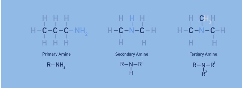 <p>N attached to 1 R group = primary</p><p>N attached to 2 R group = secondary </p><p>N attached to 3 R group = tertiary </p>
