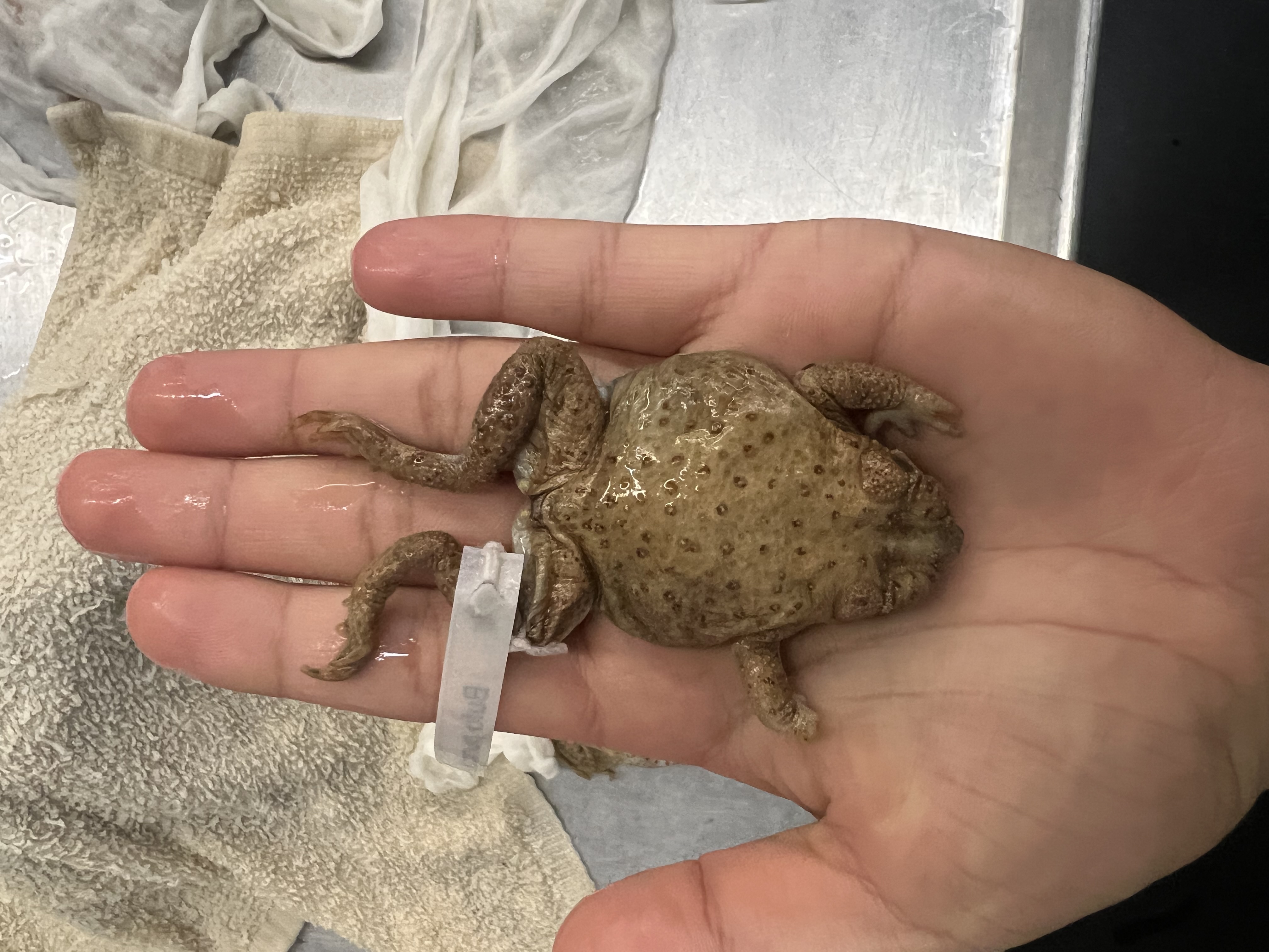 <p>What’s the <strong>common</strong> name?</p>